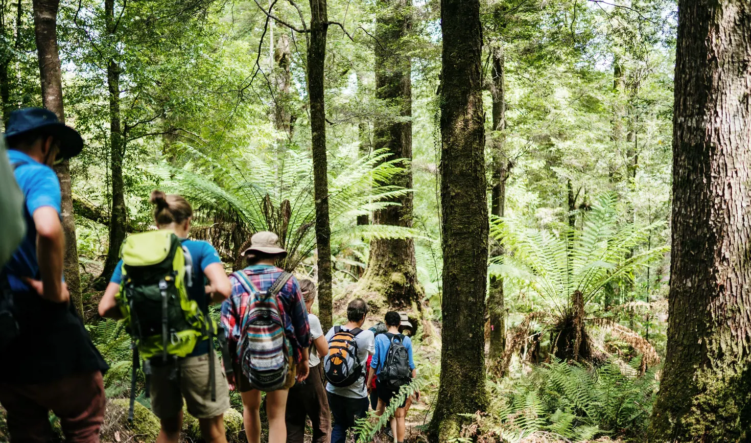 A group of walkers with backpacks on a forest track surrounded by tree ferns with Tarkine Trails, takayna / Tarkine, Tasmania