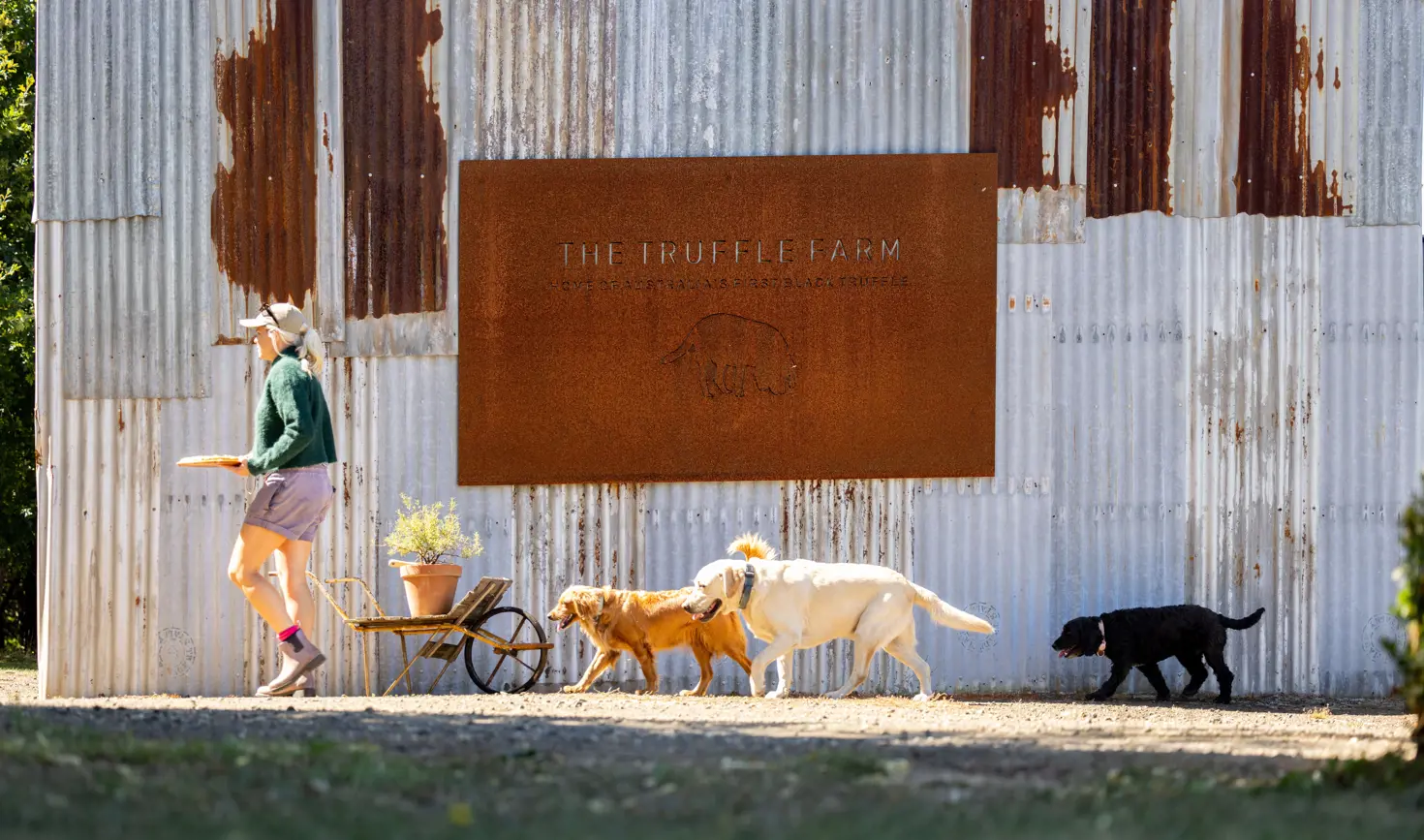 A person walking past the rustic shed signage at The Truffle Farm followed by three truffle dogs, Deloraine
