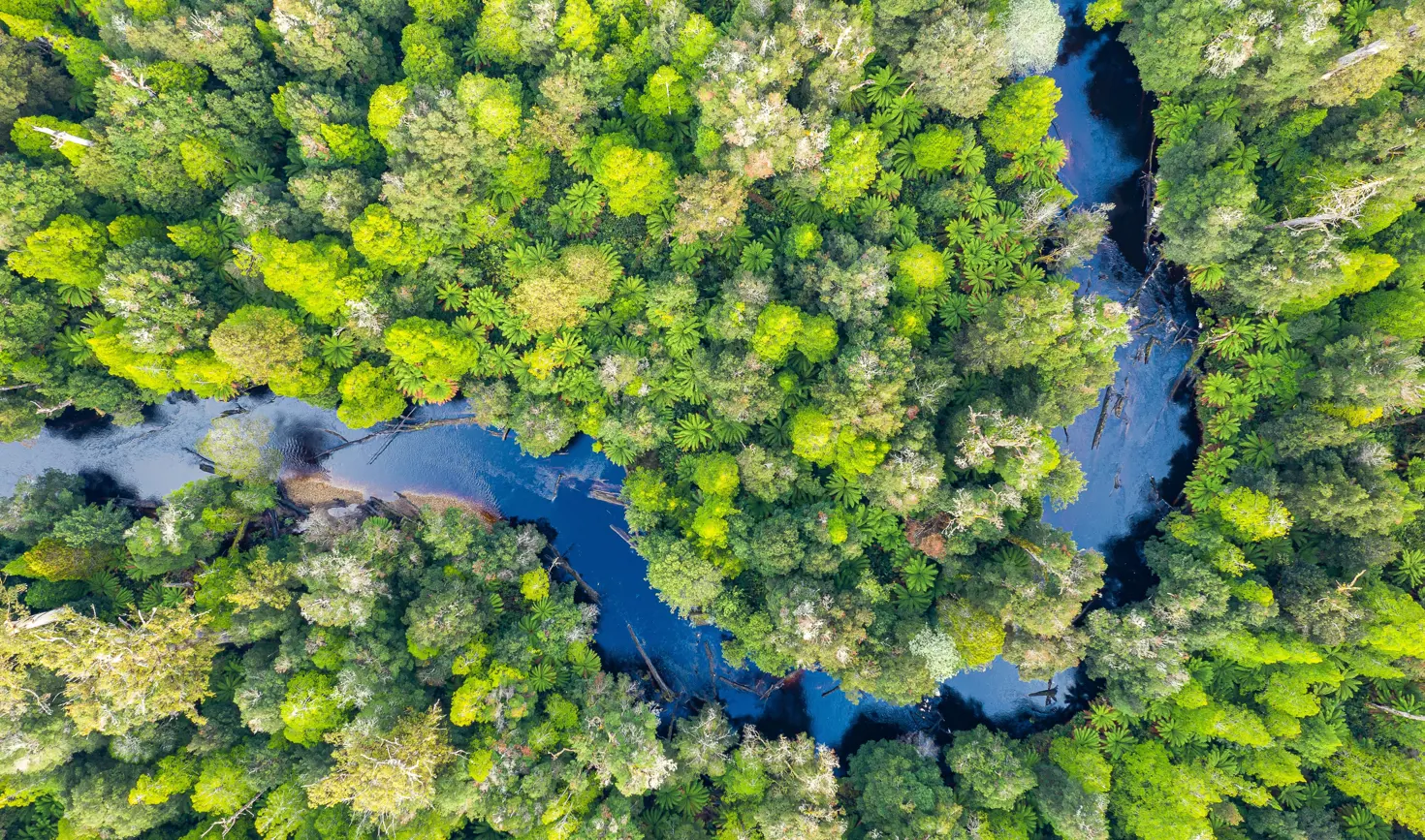 Aerial view of the Styx River winding through dense forest, Styx State Forest
