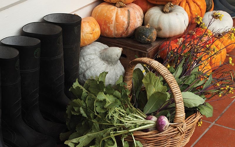 Fresh pumpkins and beetroots in a basket are placed next to the entrance to the Agrarian Kitchen Cooking School