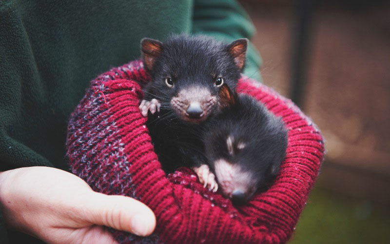 Two baby Tasmanian Devils are curled up in a red wool beanie