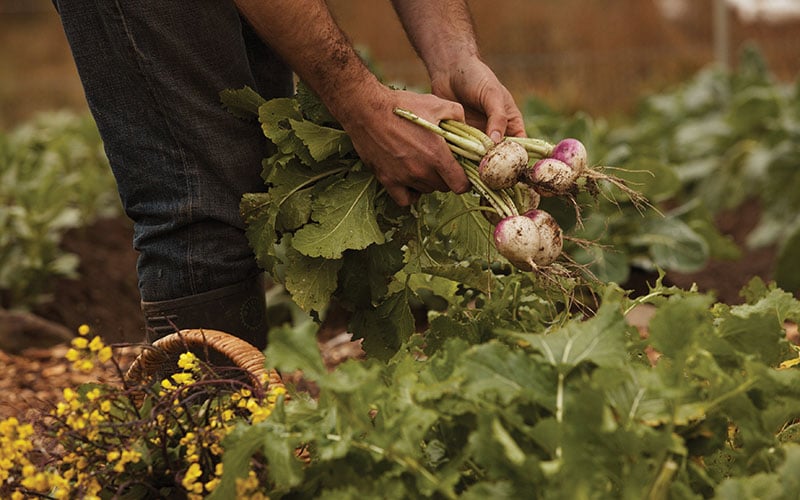 A man reaches into the garden to pull out fresh radishes